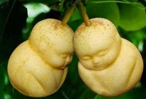 Baby-shaped-pears-China